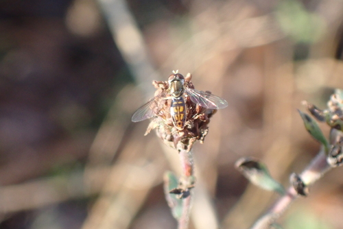 Unknown species found near Hyattsville, MD, USA