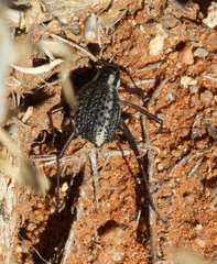 Tenebrionidae