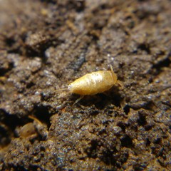 Proatelurina pseudolepisma