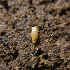 Proatelurina pseudolepisma