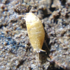 Proatelurina pseudolepisma