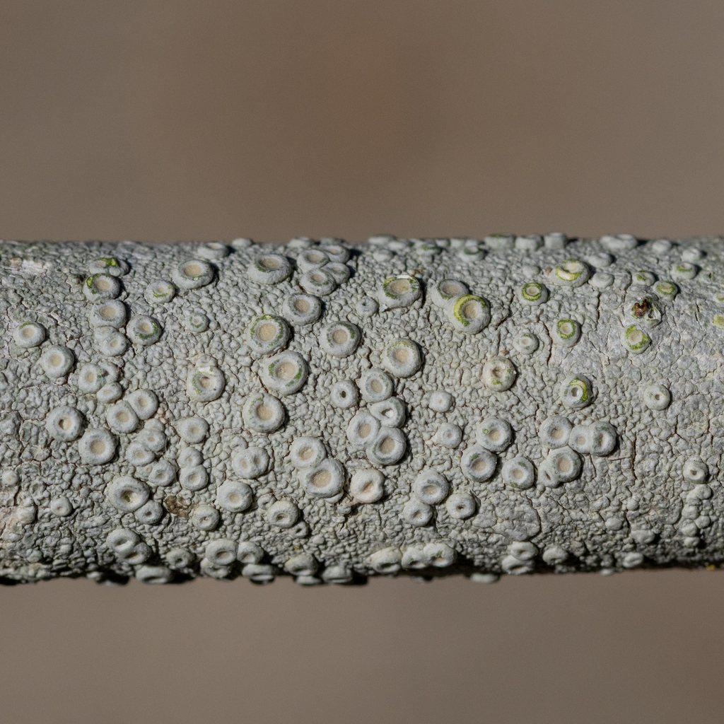 Ochrolechia mexicana