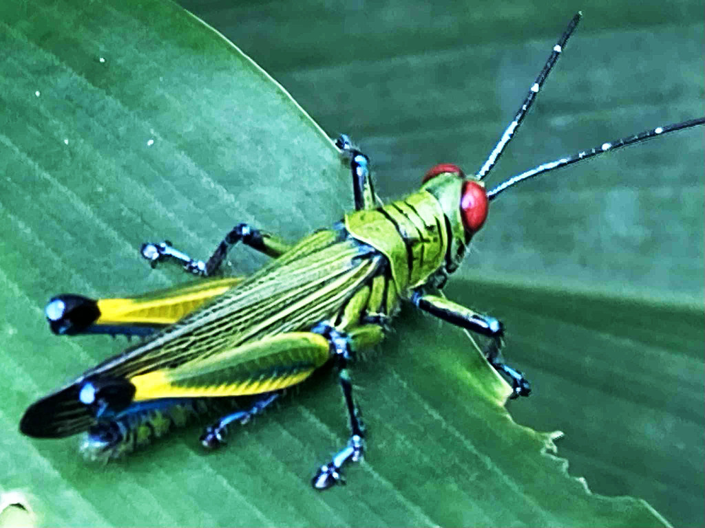 Eupropacris coerulea