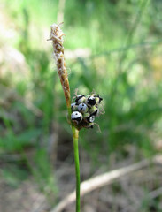 Anthracoidea caryophylleae