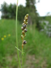 Anthracoidea irregularis