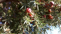 Juniperus oxycedrus oxycedrus