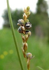 Anthracoidea irregularis