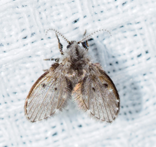 Unknown species found near Calvert County, MD, USA