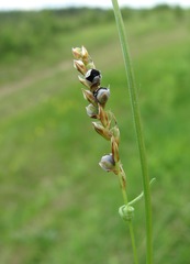 Anthracoidea irregularis