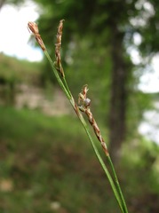 Anthracoidea irregularis