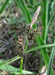 Anthracoidea caryophylleae