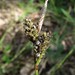 Anthracoidea caryophylleae - Photo (c) Gennadiy Okatov, algunos derechos reservados (CC BY-NC), subido por Gennadiy Okatov