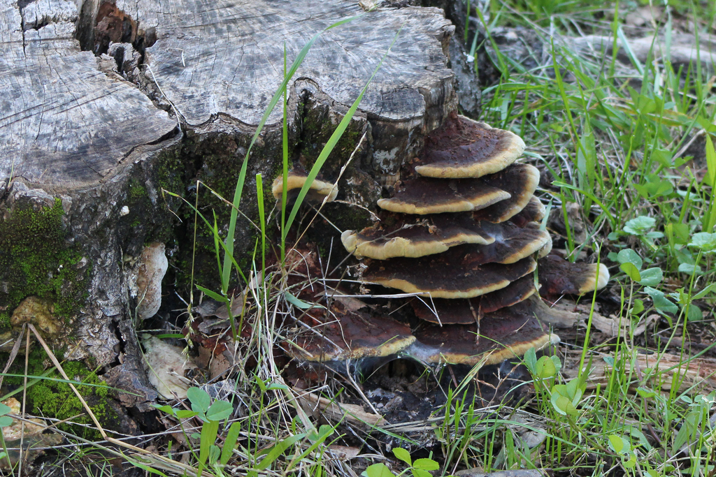 Phaeolus hispidoides · November 2025 · photo: © slo51001 (iNaturalist, cc-by)