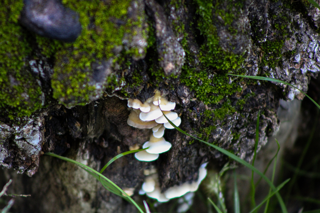 Crepidotus mollis · November 2025 · photo: © slo51001 (iNaturalist, cc-by)