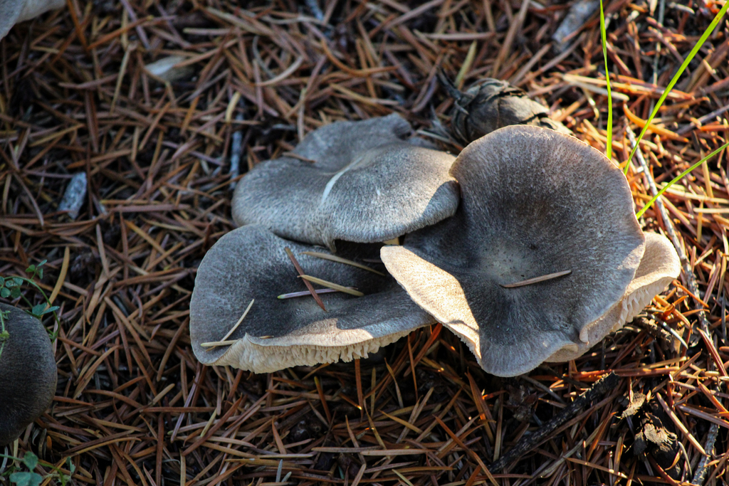 Tricholoma terreum · November 2025 · photo: © slo51001 (iNaturalist, cc-by)