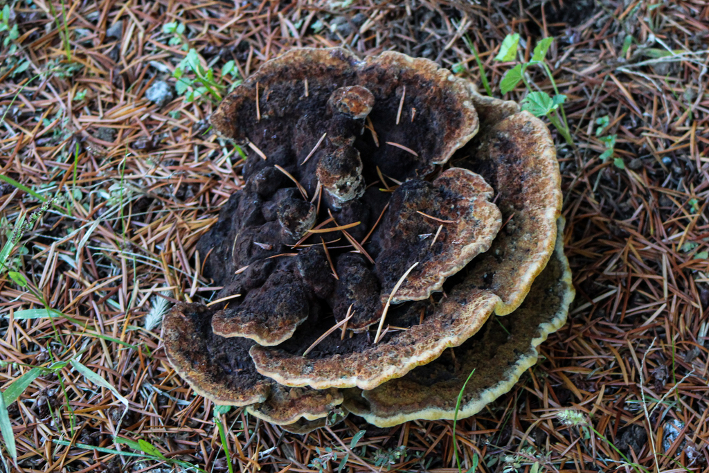 Phaeolus hispidoides · November 2025 · photo: © slo51001 (iNaturalist, cc-by)