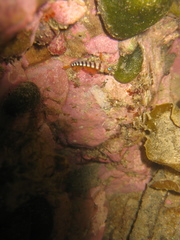 Notoclinops segmentatus