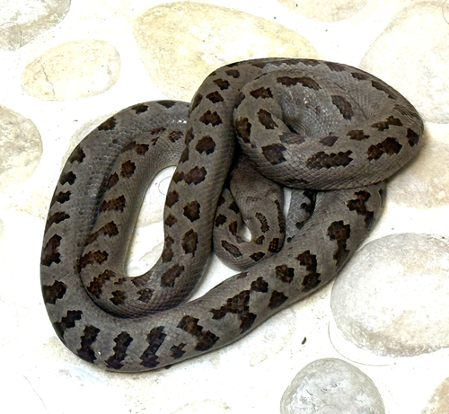 Southern Bahamas boa
