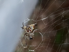 Micrathena lucasi
