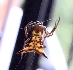 Micrathena lucasi
