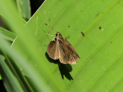 Synapte pecta