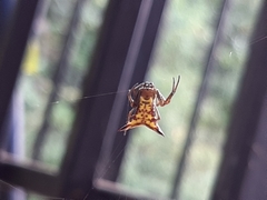 Micrathena lucasi