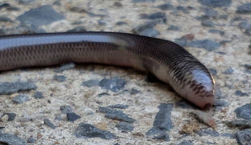 Blackish Blind Snake sighting