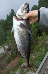 Trachurus trachurus