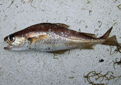 Trisopterus minutus