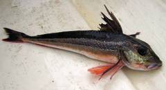 Eutrigla gurnardus