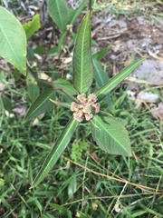 Euphorbia heterophylla image