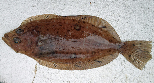 Megrim (Lepidorhombus whiffiagonis) — Scophthalmidae — 2