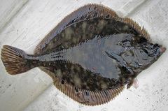 Limanda limanda