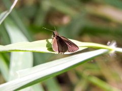 Synapte pecta