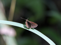 Synapte pecta