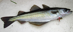 Pollachius pollachius