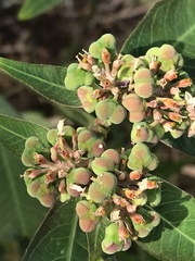 Euphorbia heterophylla image