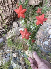 Caiophora chuquitensis