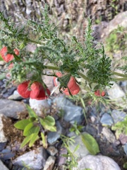 Caiophora chuquitensis