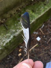 Coccothraustes coccothraustes