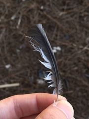 Coccothraustes coccothraustes