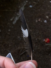 Coccothraustes coccothraustes