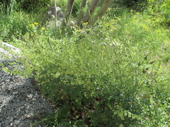 Rumex induratus
