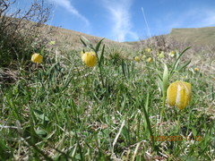 Fritillaria collina