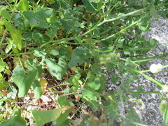 Rumex induratus