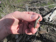 Plestiodon skiltonianus interparietalis