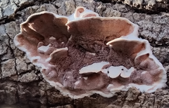 Gloeoporus dichrous image