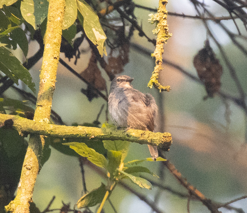 Dusky-blue Flycatcher (Bradornis comitatus), photo 10