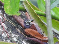 Ranitomeya variabilis
