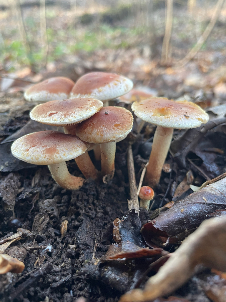 Hypholoma lateritium · November 2025 · photo: © rinnyvanvan (iNaturalist, cc-by-nc)